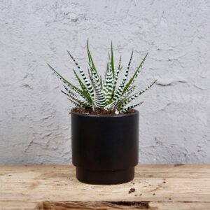 haworthia-fasciata-alba-rastlinkovo