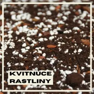 rastlinkovo-substrat-kvitnuce-rastliny-rastlinkovo