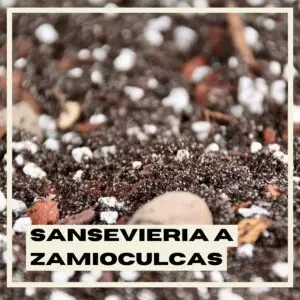 Sansevieria-a-Zamioculcas-rastlinkovo
