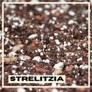 Strelitzia-rastlinkovo