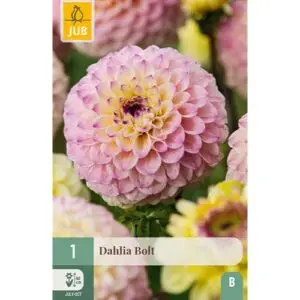 dahlia-bolt-rastlinkovo