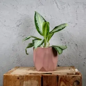 aglaonema-silver-blue-rastlinkovo
