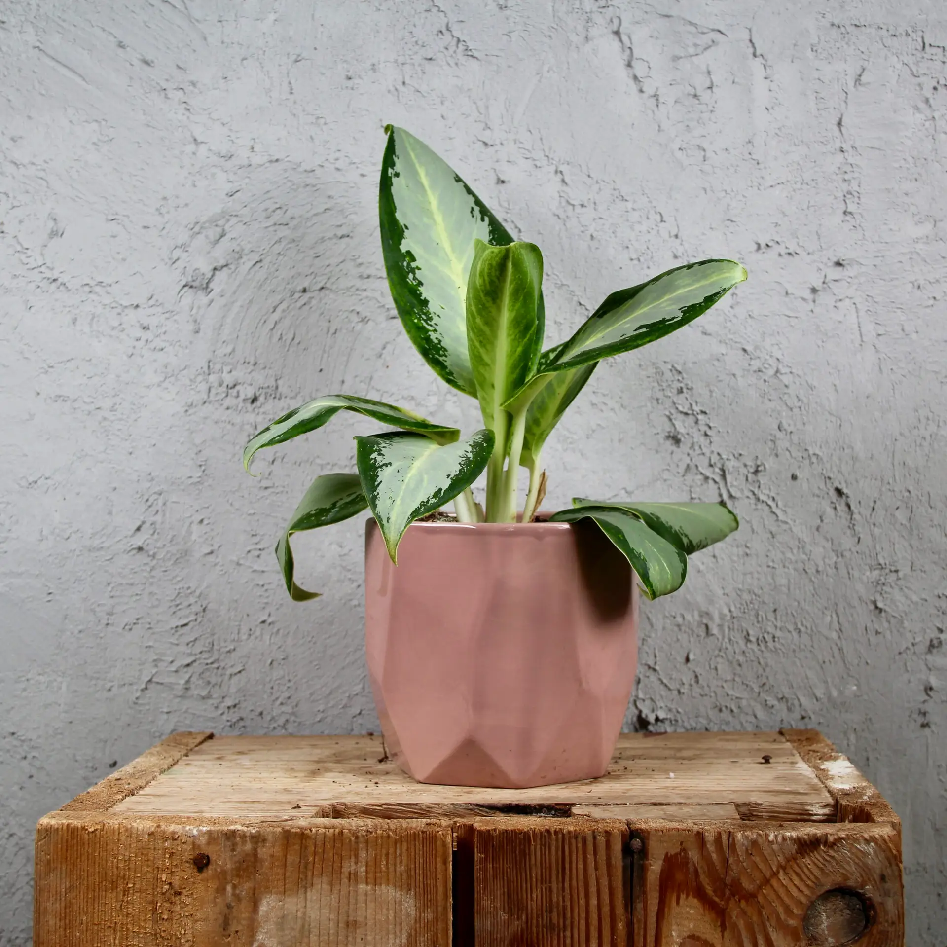 Aglaonema Silver Blue 6 aglaonema-silver-blue-rastlinkovo
