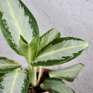 aglaonema-silver-blue-rastlinkovo