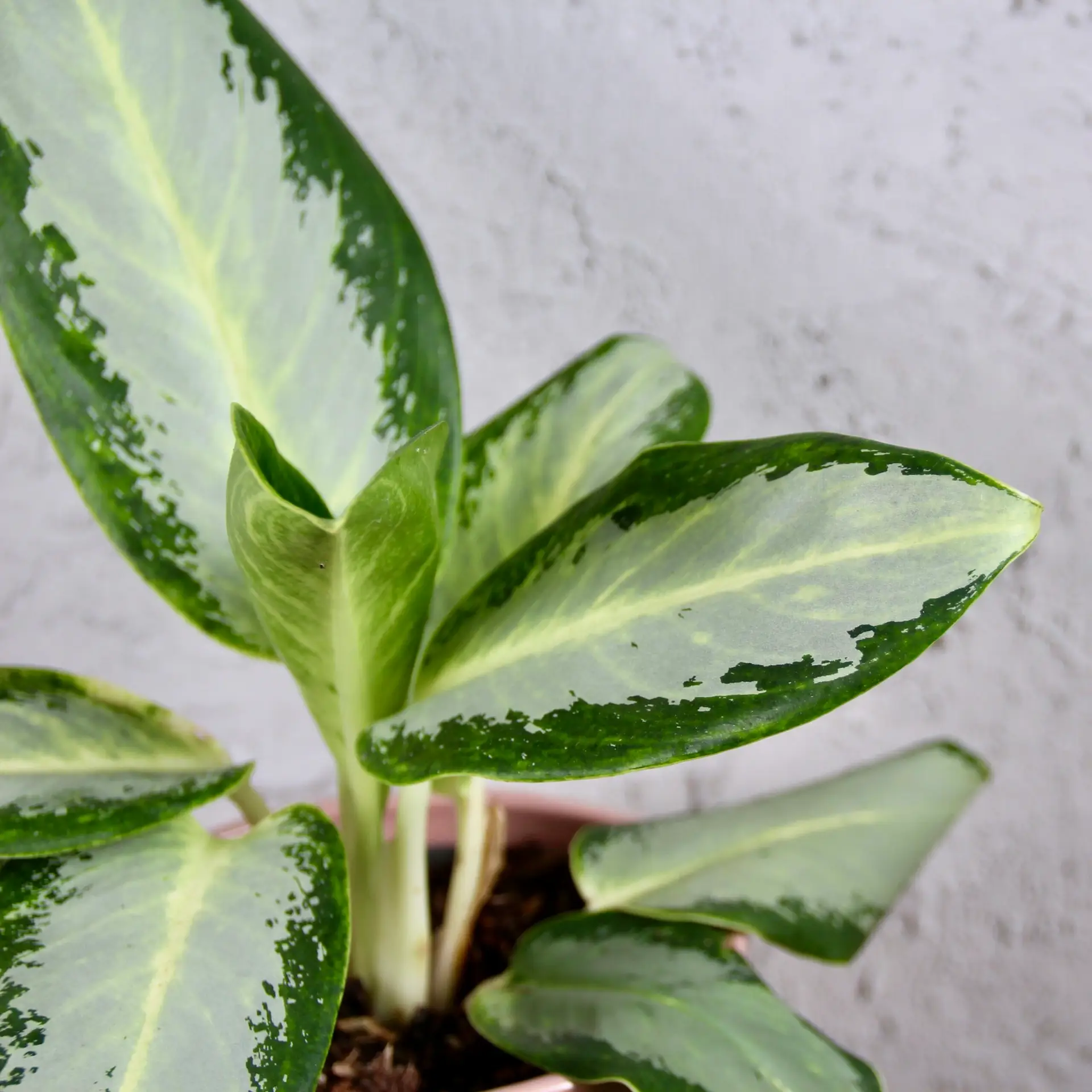 Aglaonema Silver Blue 4 aglaonema-silver-blue-rastlinkovo