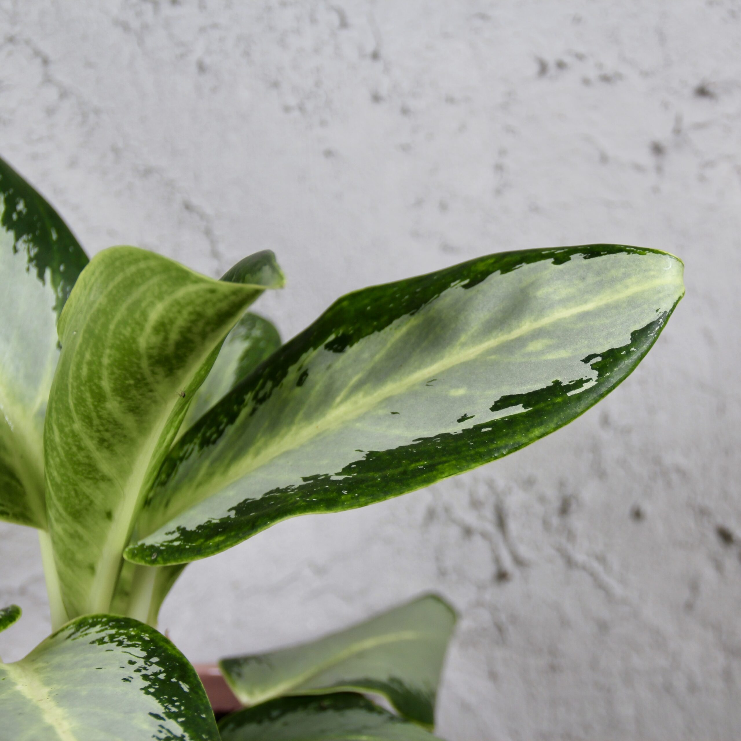Aglaonema Silver Blue 5 aglaonema-silver-blue-rastlinkovo