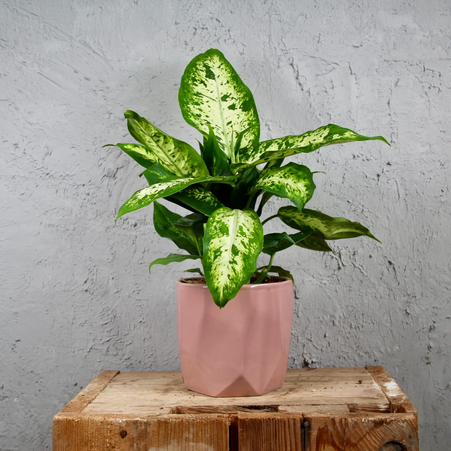 Dieffenbachia Memoria Corsii 4 dieffenbachia-memoria-corsii-rastlinkovo