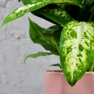 dieffenbachia-memoria-corsii-rastlinkovo