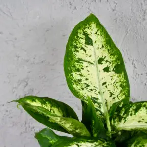 dieffenbachia-memoria-corsii-rastlinkovo