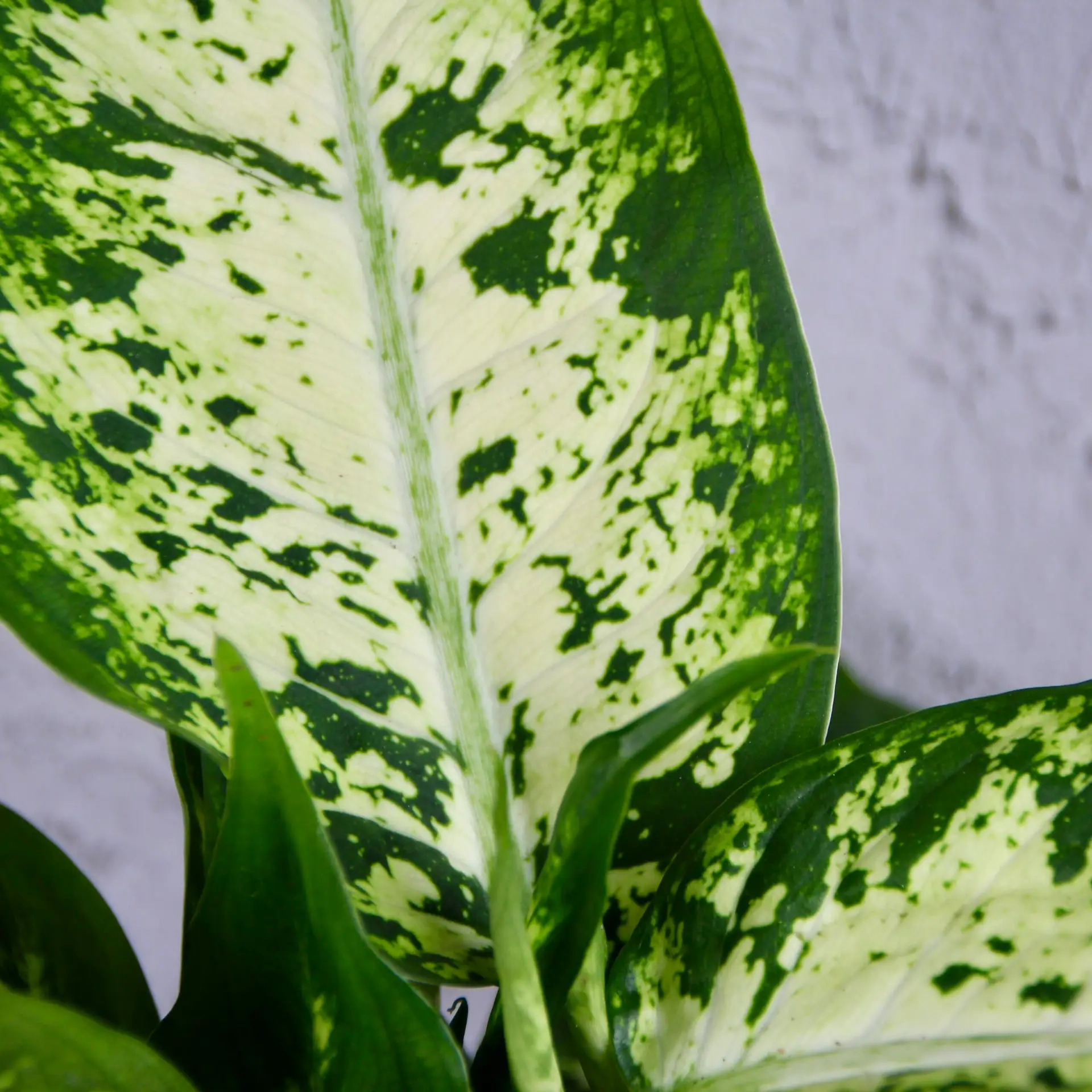 Dieffenbachia Memoria Corsii 3 dieffenbachia-memoria-corsii-rastlinkovo