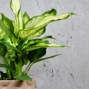 dieffenbachia-triumph-rastlinkovo