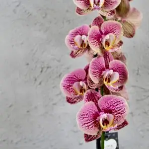 orchidea-Phalaenopsis-ružovo-žltá-rastlinkovo
