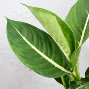 dieffenbachia-camilla-rastlinkovo