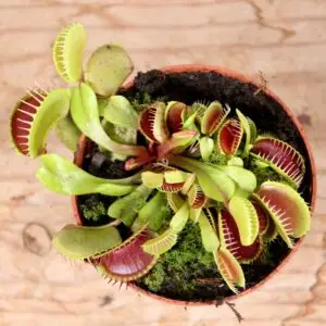 dionaea-muscipula-rastlinkovo