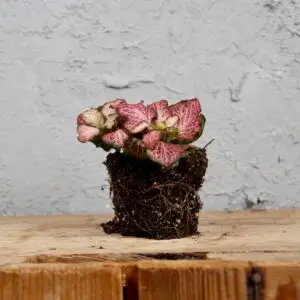fittonia-pink-anne-rastlinkovo