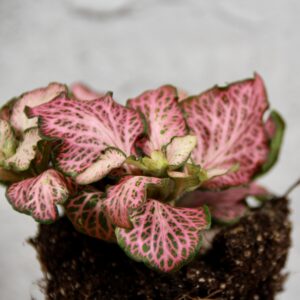 fittonia-pink-anne-rastlinkovo