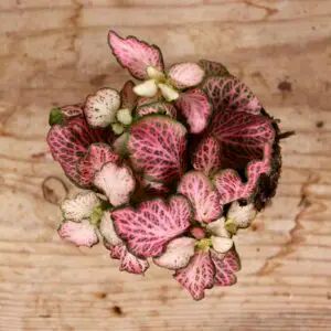 fittonia-pink-anne-rastlinkovo