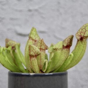 Sarracenia-Red-Vein-rastlinkovo
