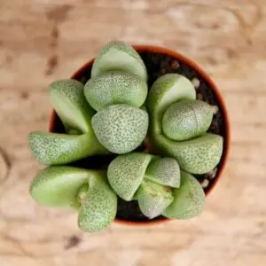 lithops-venteri-mini-rastlinkovo