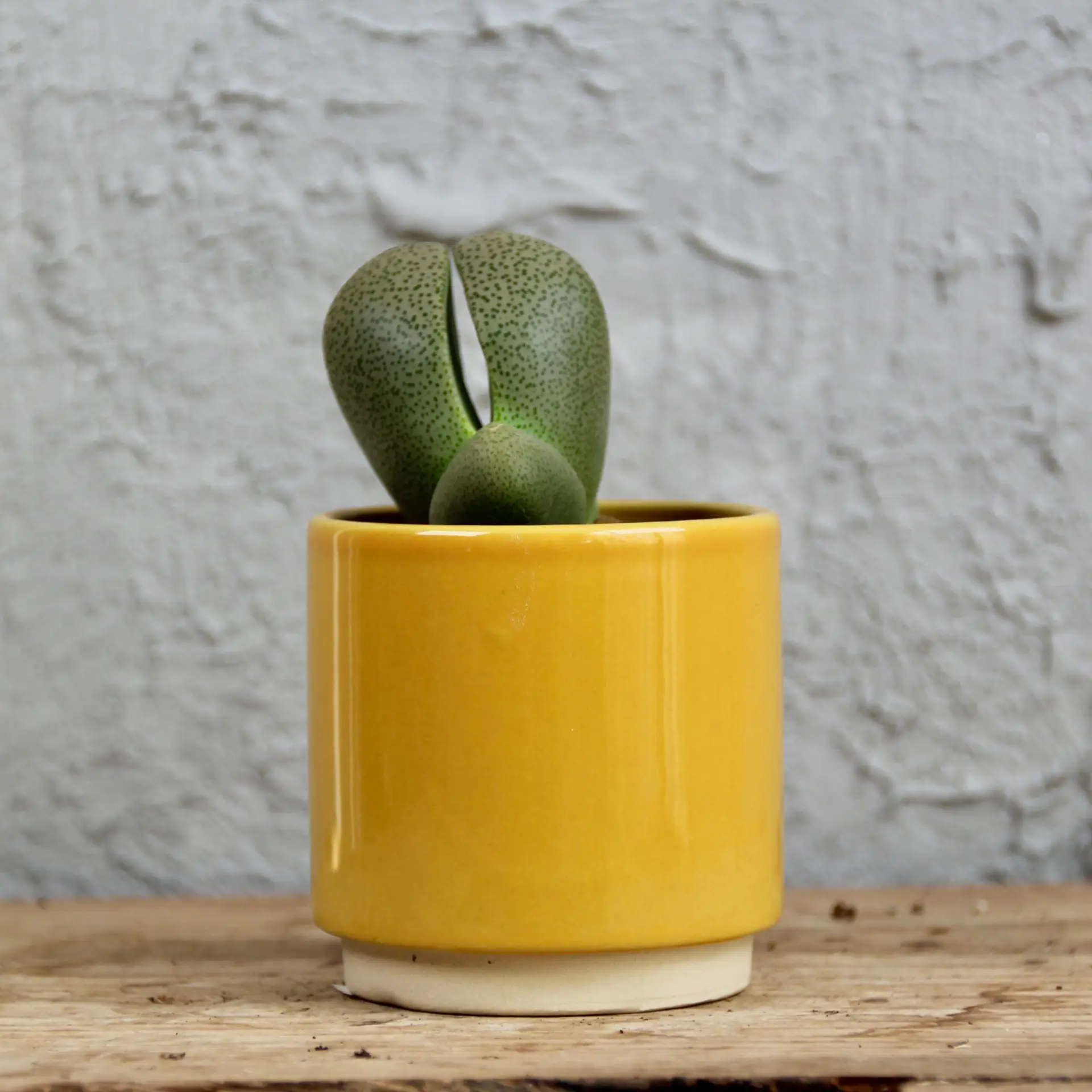 Lithops živé kamene Venteri baby 4 lithops-venteri-rastlinkovo