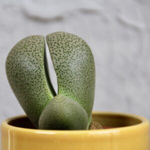 lithops-venteri-rastlinkovo