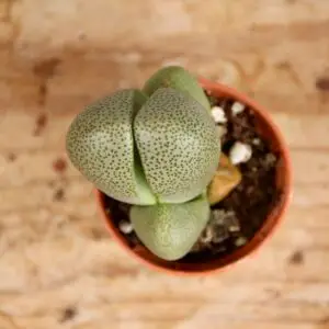 lithops-venteri-rastlinkovo