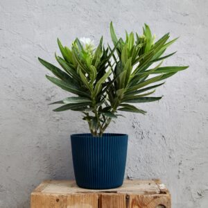 nerium-oleander-biely-rastlinkovo