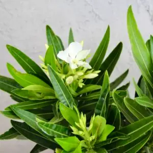 nerium-oleander-biely-rastlinkovo