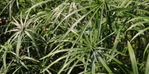 sachor-cyperus-rastlinkovo
