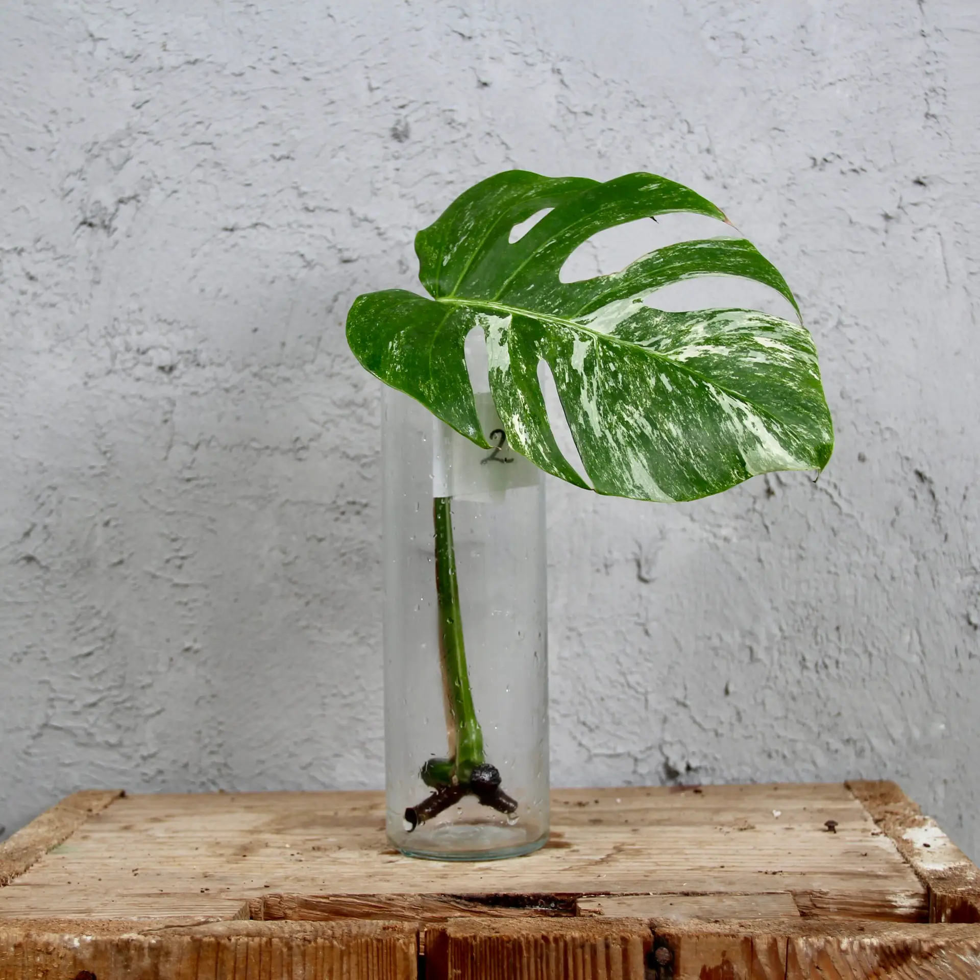 Monstera deliciosa Albo variegata odrezok 2 1 2