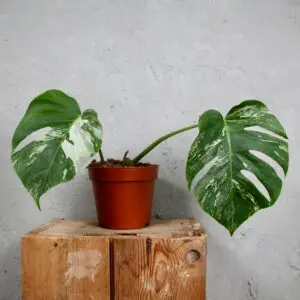 Monstera Deliciosa Albo variegata - zakorenený spodok rastliny