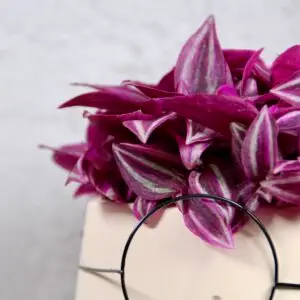 tradescantia-pink-paradise-rastlinkovo