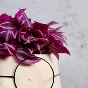tradescantia-pink-paradise-rastlinkovo