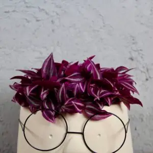 tradescantia-pink-paradise-rastlinkovo