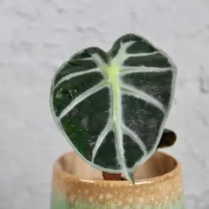 alocasia-balloon-heart-rastlinkovo