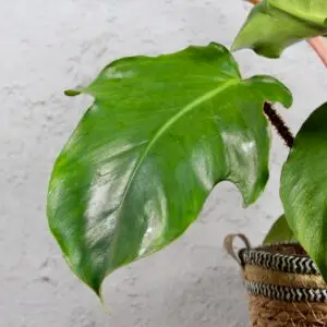 philodendron-squamiferum-rastlinkovo