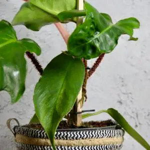 philodendron-squamiferum-rastlinkovo