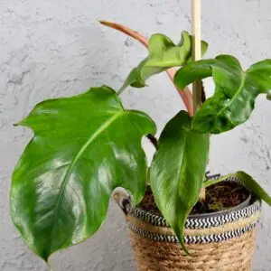 philodendron-squamiferum-rastlinkovo