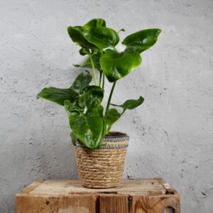 philodendron-fun-bun-rastlinkovo