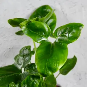 philodendron-fun-bun-rastlinkovo