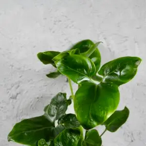 philodendron-fun-bun-rastlinkovo