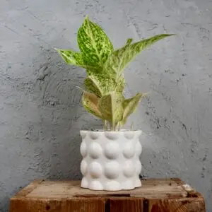 Aglaonema-pistachio-pink-rastlinkovo