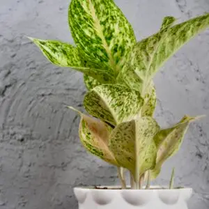 Aglaonema-pistachio-pink-rastlinkovo