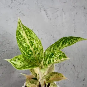 Aglaonema-pistachio-pink-rastlinkovo