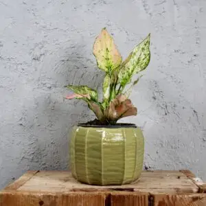 aglaonema-rosy-rastlinkovo