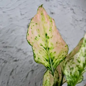 aglaonema-rosy-rastlinkovo