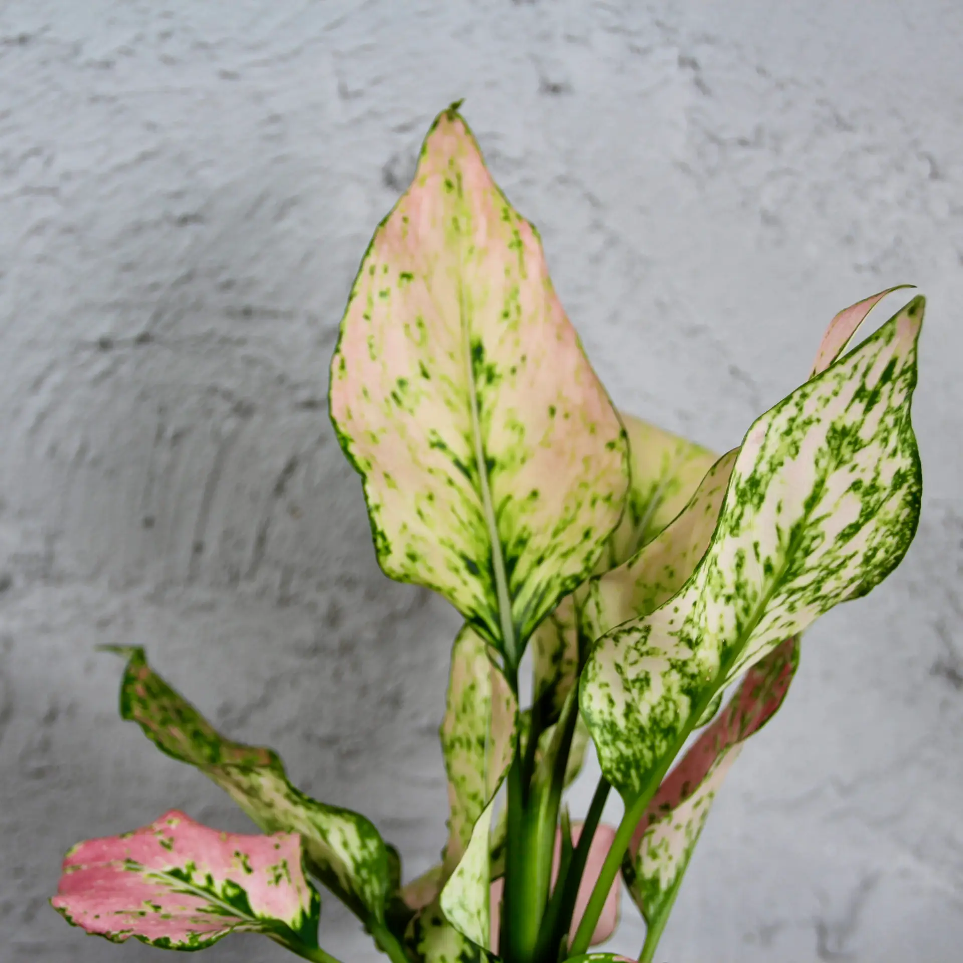 Aglaonema Rosy 3 aglaonema-rosy-rastlinkovo