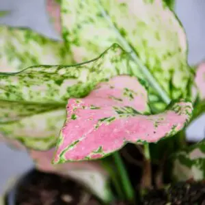 aglaonema-rosy-rastlinkovo
