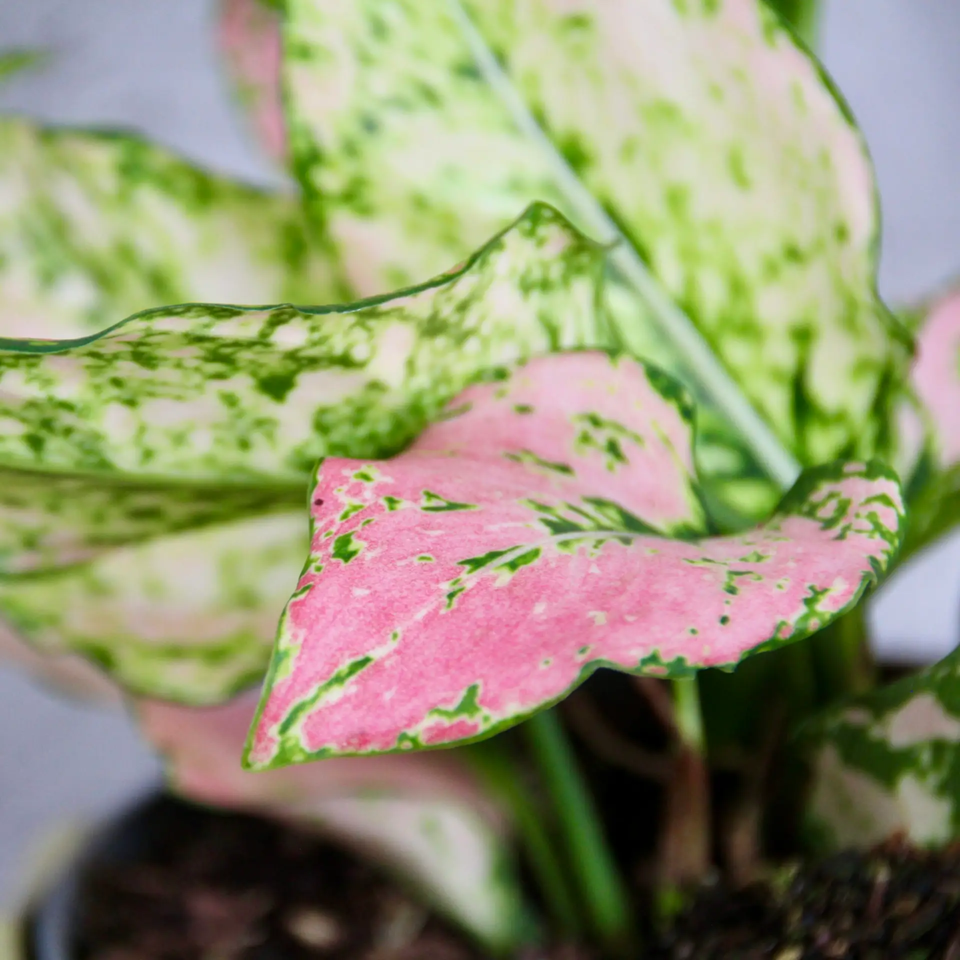 Aglaonema Rosy 4 aglaonema-rosy-rastlinkovo