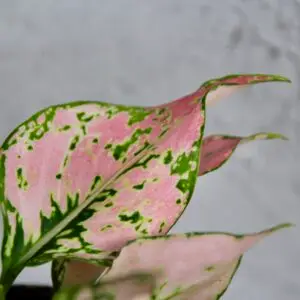 aglaonema-rosy-rastlinkovo